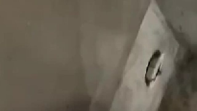 老鼠：我是犯了天条吗？