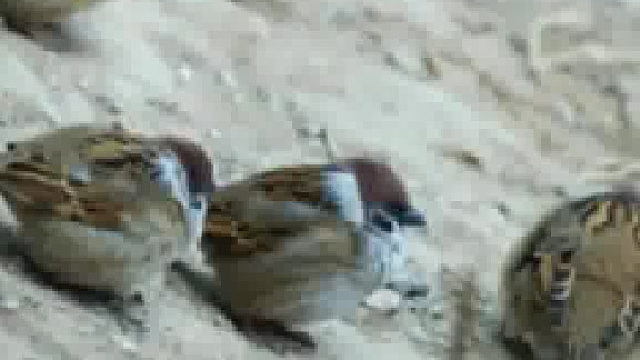 萌兰的麻雀被它养成了走地鸡