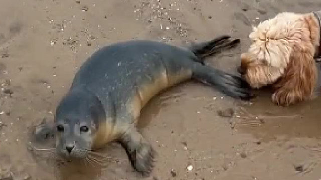 这对于狗子来说 不亚于人类在海边遇到一条美人鱼