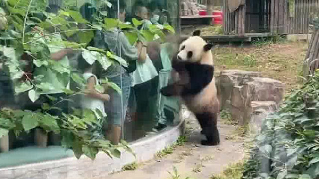 金虎作为昔日顶流，拿捏观众手到擒来！今天整个连动的KPI完成了！加餐吧