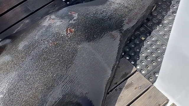 海狮：累死我了，我只想搭个顺风车回家…