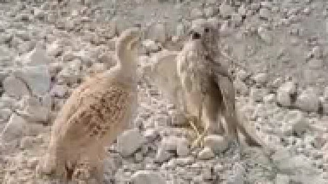 什么鬼？走地鸡欺负猛禽？