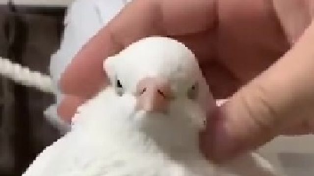 原来鸽子也能rua，咕噜咕噜的好可爱