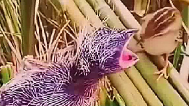 有一句成语叫“鸠占鹊巢”，说的就是臭名昭著的大杜鹃鸟