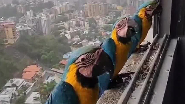 一群躲雨的鹦鹉