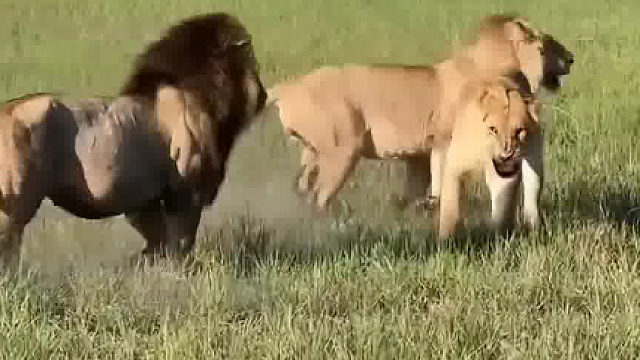 雄狮长大了被狮子王驱赶，也不给买房买车