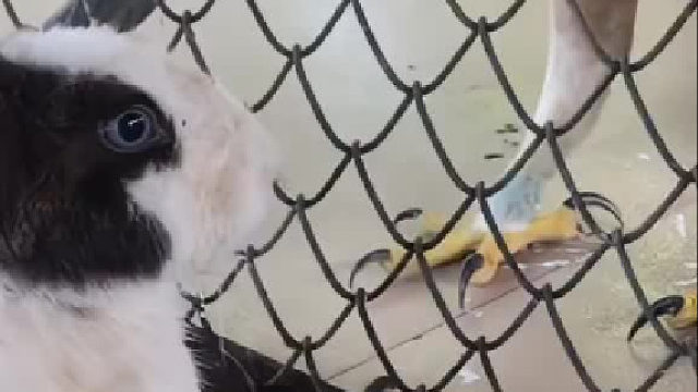 卧槽！我关在笼子里的兔子都来偷？还讲不讲武德？