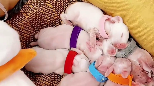 兔子的繁殖速度好恐怖。。。。。