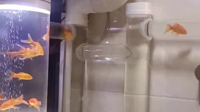 巧手男子自制“管道鱼缸”