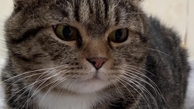 一只醒目的猫要眼里有活，不说了干活去