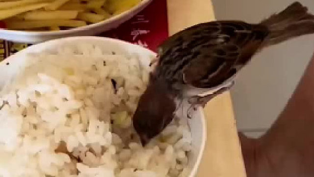 一只麻雀，大口干饭中