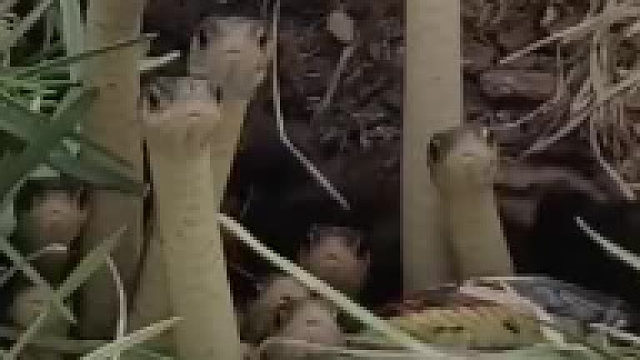 危险面条看起来很无辜