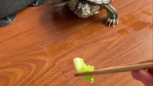 一说干饭比谁都积极的小馋龟