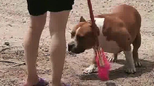 狗：嘿嘿，装装怂，又活一天