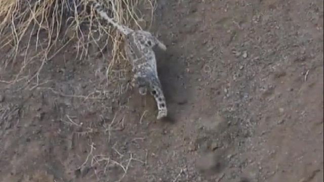 极为难得野外雪豹追捕羚羊的镜头，羚羊的前腿已经断了。物竞天择，自然界就是这么残酷