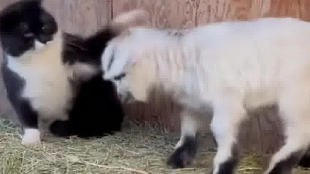 羊：你敢相信，居然让一只猫给我揍了