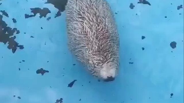 豹豹还是刺猬豹豹？