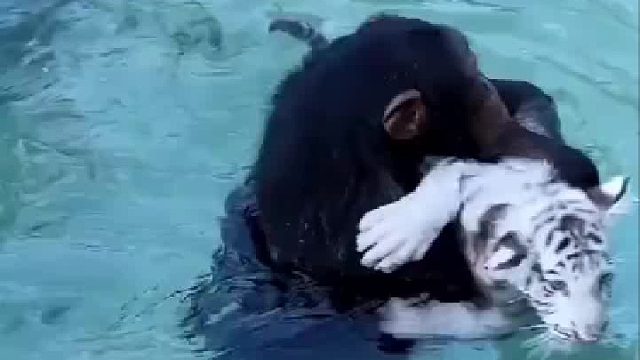 猩猩为小白虎操碎了心，虎宝却全程一脸懵