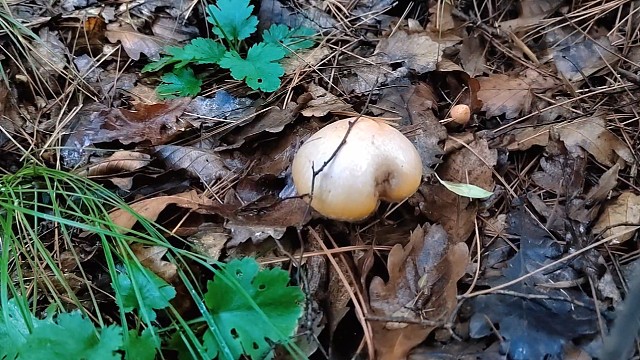 9月10号上山捡蘑菇