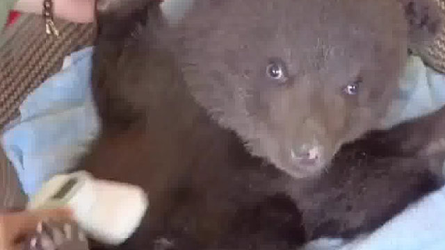 这个小手办长得真像一头熊