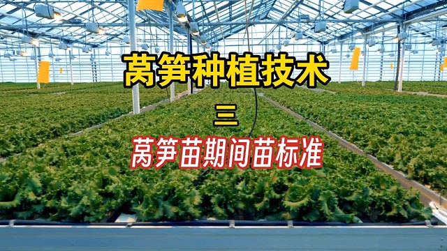 莴笋种植技术之莴笋苗期间苗标准