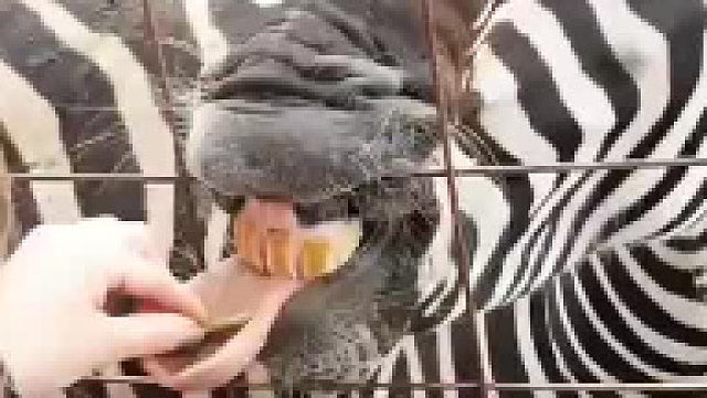 老板，多给点好吃的呗