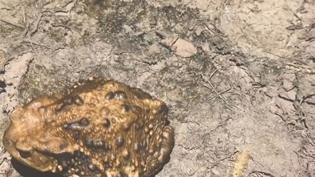 这个东西你见过吗？