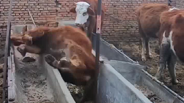 今天牛脸丢大发了