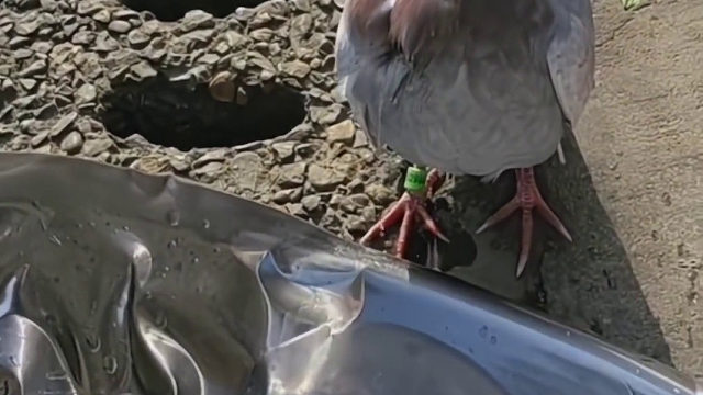 好心人为它端来了水，当鸽子喝完抬头的时候水却从胸口流出，好心人看到这一幕有点心疼鸽子。