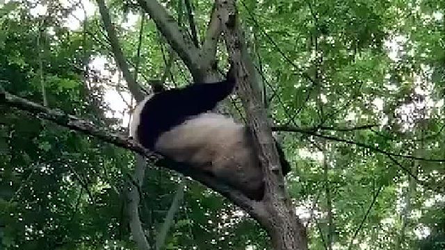 这回知道熊猫为啥稀有了吧。