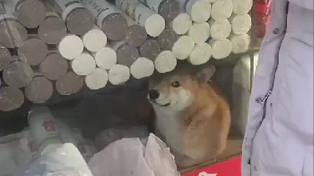 ？我还以为是海报狗