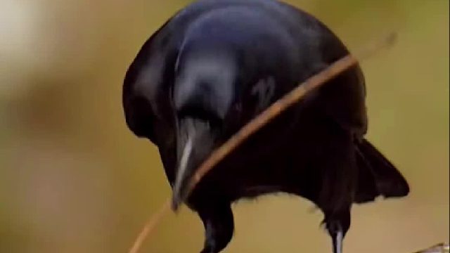 聪明的乌鸦会制造且使用工具。太神奇了