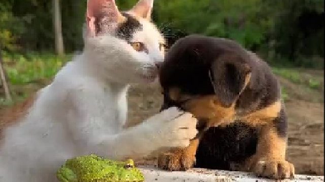 我最喜欢看猫打狗子