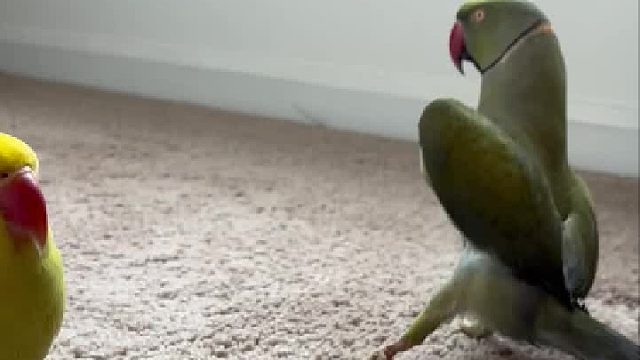 一位殷勤的搭讪者和一位尴尬的受众…