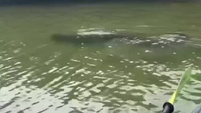 这么大一条鱼，也不知道能不能钓的起来