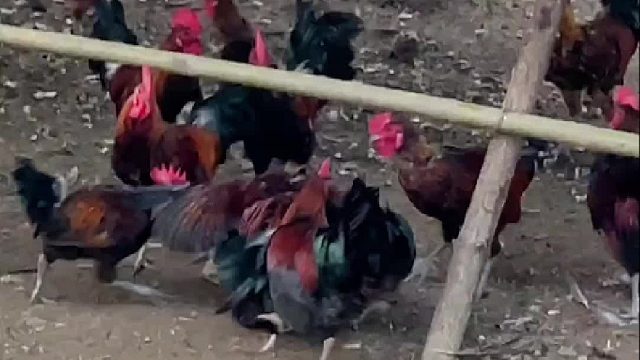 这母鸡下的蛋岂不是叫混蛋了？