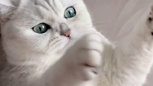 铲屎官的卑微就是明明是猫的错到最后却是我在道歉