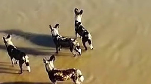 野狗群渡河，途中遭遇鳄鱼猎杀