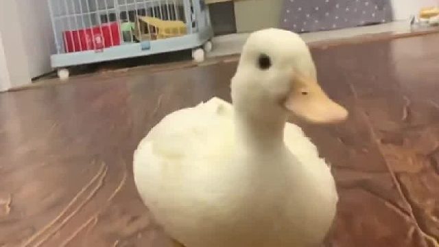 一只鸭子怕水这像话吗