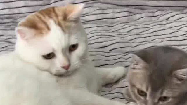 双标主人和它的储备粮