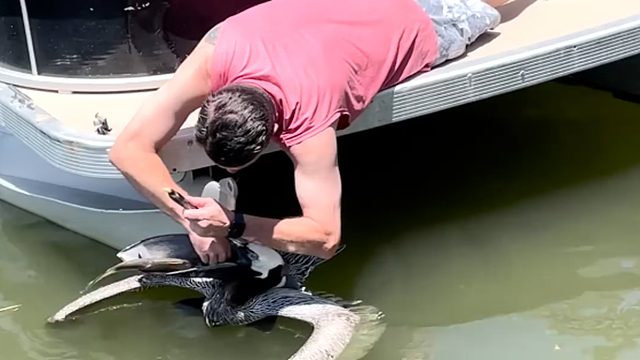 吃鱼达鸟鹈鹕，竟然被鱼卡住喉咙，差点双双毙命