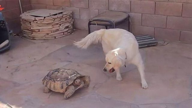 金毛模仿乌龟走路，学得有模有样，网友：这家伙太皮了！
