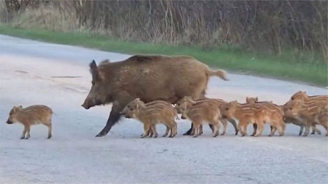 一群野猪堵住了马路，不料汽车迎面驶来，下一秒忍住别笑！