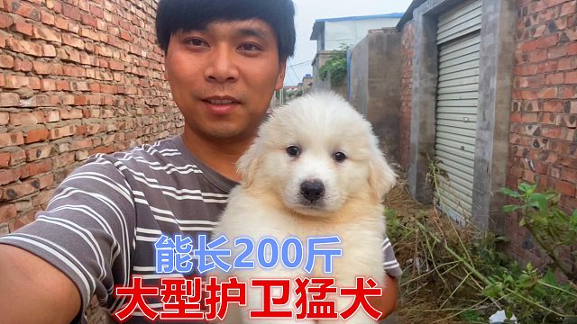 能长200斤的大型护卫猛犬！求而不得只能遇！呆萌的小家伙真可爱