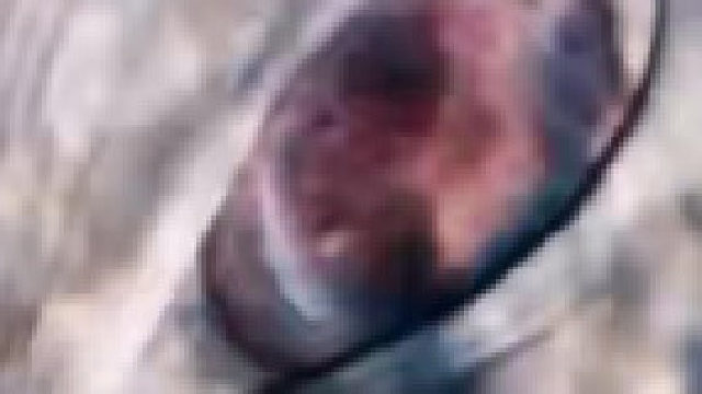 和灰鲸对视，什么感觉：