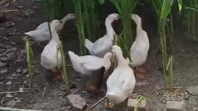 看得出来，玉米压力大，长得快啊