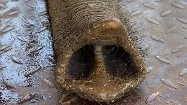 原来大象的鼻子是长这个样子的，而且就像手一样的灵活