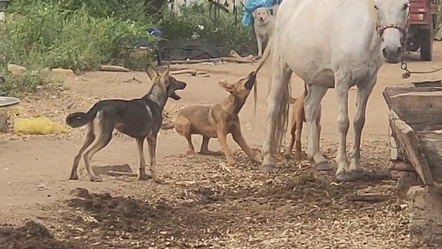 像极了某些人，就是欠踢