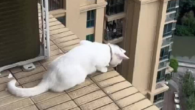 偷偷扒开窗户跑出去了，这25楼的高空逼不得已只能拽尾巴了