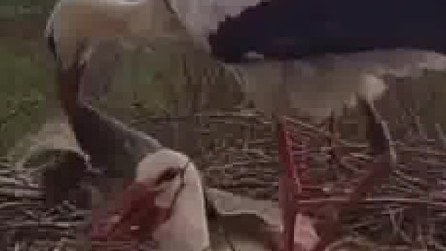 当你孵蛋时你老公在干什么